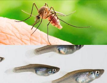 Pesci mangia Zanzare Gambusie