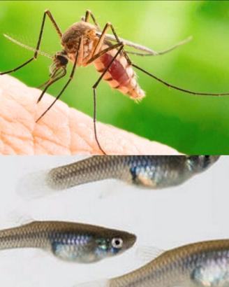 Pesci mangia Zanzare Gambusie