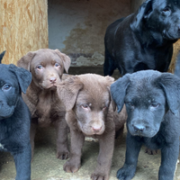 Labrador retriver