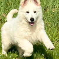 Pastore svizzero bianco cuccioli