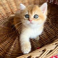 Gattino British Golden NY12