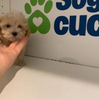 Maltipoo "mini Toy " albicocca maltese baroncino