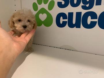 Maltipoo "mini Toy " albicocca maltese baroncino