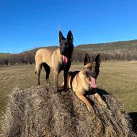Splendidi cuccioli pastore Belga Malinois