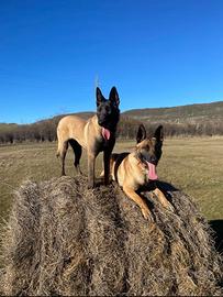 Splendidi cuccioli pastore Belga Malinois