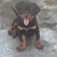 Rottweiler super