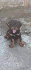 Rottweiler super