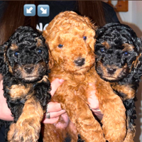 Cuccioli Barboncino Toy con pedigree