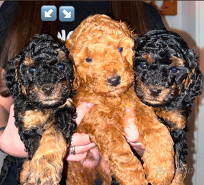 Cuccioli Barboncino con pedigree taglia nano