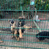 Cuccioli Pastore Tedesco