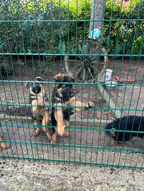 Cuccioli Pastore Tedesco
