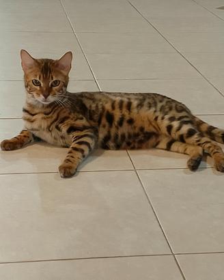 Gatta del bengala 