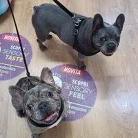 Bulldog Francesi maschio e femmina