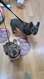 Bulldog Francesi maschio e femmina