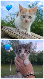 Adorabili gattini