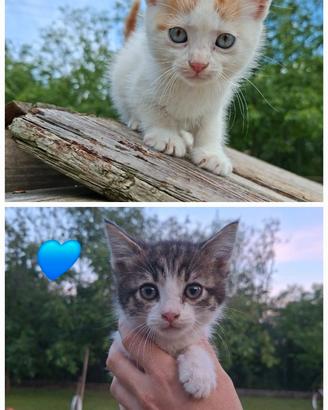 Adorabili gattini