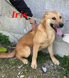 Cuccioli di pochi mesi