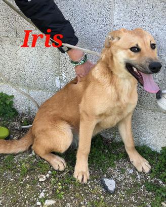 Cuccioli di pochi mesi