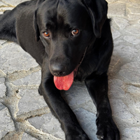 Labrador per monta