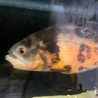 Astronotus ocellatus