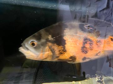 Astronotus ocellatus