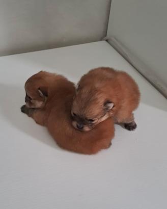 Cuccioli di spitz pomerania toy
