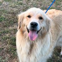 Cuccioli golden retriver linea americana