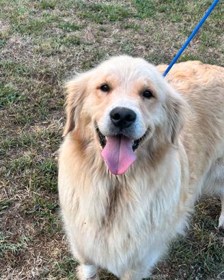 Cuccioli golden retriver linea americana