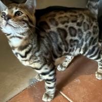 Disponibili gatti BENGALA