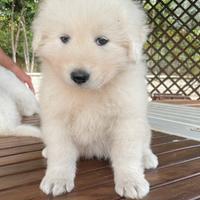 Pastore maremmano abruzzese cuccuiole