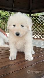 Pastore maremmano abruzzese cuccuiole