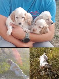 Setter cuccioli