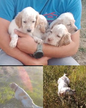 Setter cuccioli