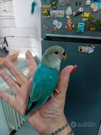 Inseparabile allevato
