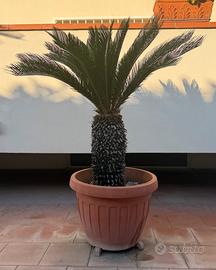 CYCAS REVOLUTA – Palma Cycas in vaso