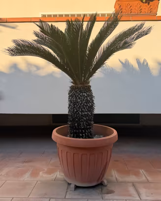 CYCAS REVOLUTA – Palma Cycas in vaso