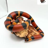 Femmina Hondurensis - falso corallo - Lampropeltis