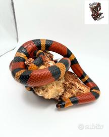 Femmina Hondurensis - falso corallo - Lampropeltis