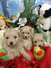 taglia-molto-piccola-albicocca-maltipoo-