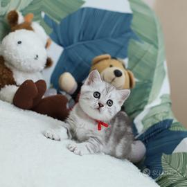 Gattina British shorthair scottish