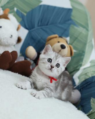 Gattina British shorthair scottish