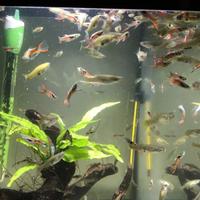 Guppy pesci