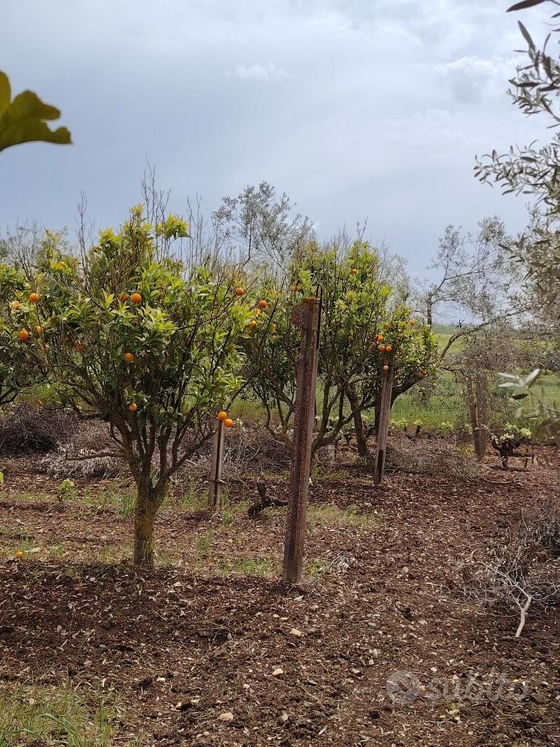 Terreno agricolo con casetta - Vista 4