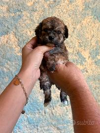 Maltipoo toy particolor