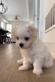 Maltese coreano Toy