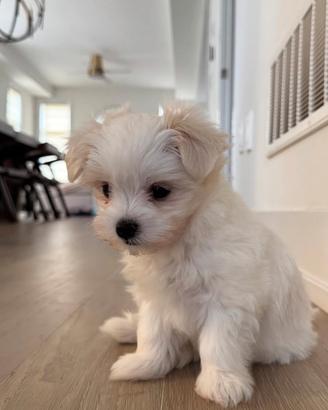 Maltese coreano Toy