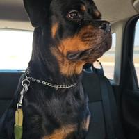 Cucciolona Rottweiler 10 mesi