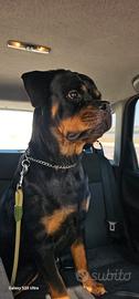 Cucciolona Rottweiler 10 mesi