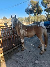 Cavallo puledro
