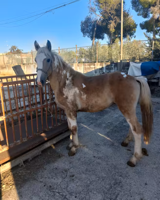 Cavallo puledro